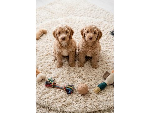 Maltipoo bebekler