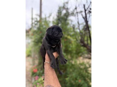 68 günlük pink carrier pug mops bebekler dişi-erkek