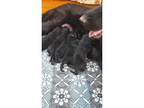 Alman köpeği yavruları