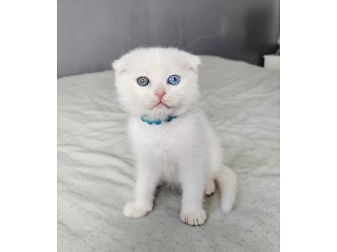 Scottish fold oddeyes