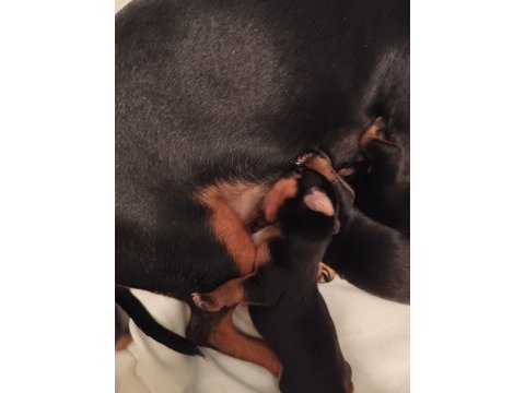 Safkan a kalite 0 numara minyatür pinscher