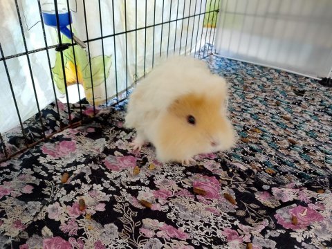 Ginepig sahiplendirme ilanı