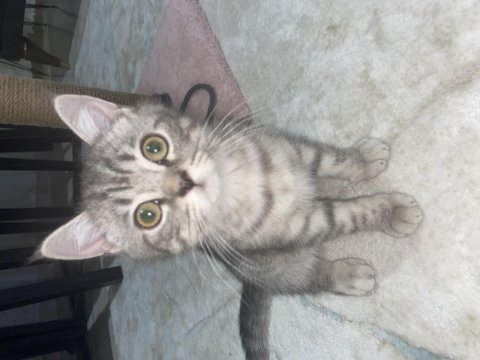 Kedi erkek british shorthair