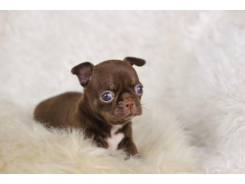 Egzotic teacup chihuahua