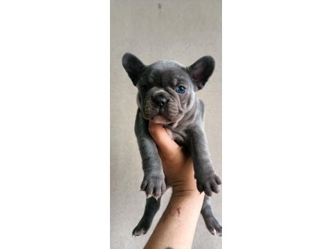 Egzotik french bulldog bebekler