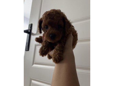 Teacup toy poodle