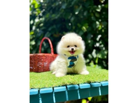 Mersin pomeranian boo yavruları