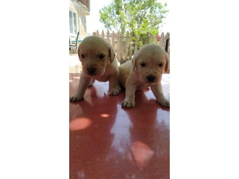 Safkan golden retriever yavrularımız