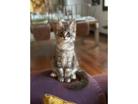 Safkan maine coon