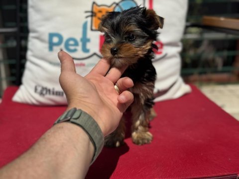 Petmode köpek çiftliğinden tea cup yorkshire terrier