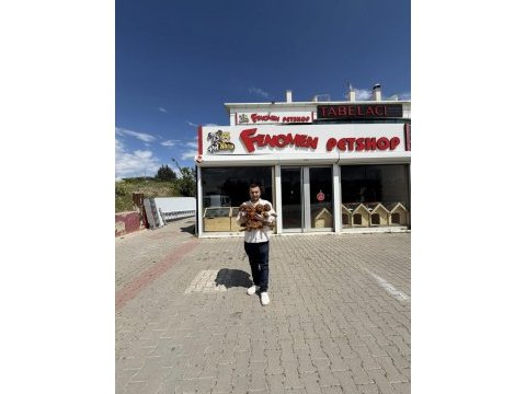 Wc eğitimli orjinal ırk yavrular ankara mağazamızda 