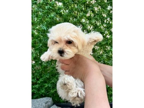 Maltipoo bebekler