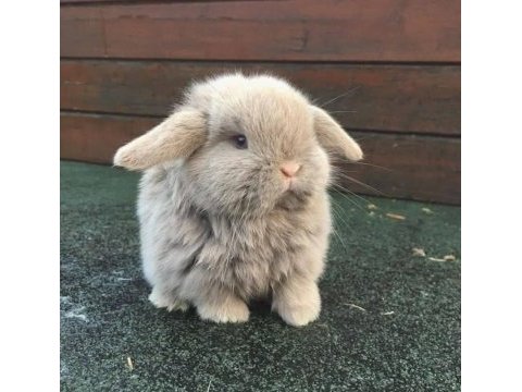 Orijinal ırk hollanda teddy lop tavşanları