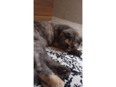 Scottish fold kedimiz pakize yeni yuvasını arıyor