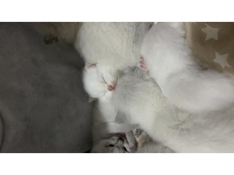 British shorthair beyaz kedimiz