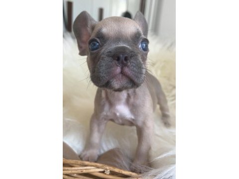 Exotic renk french bulldog yavrularım