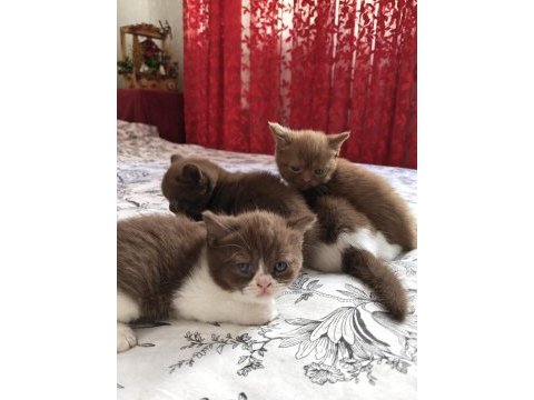 Cinnemon ve bicolour yavru kediler
