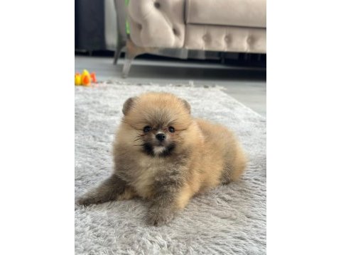 3 aylık pomeranian boo ve teddy bear kardeşler