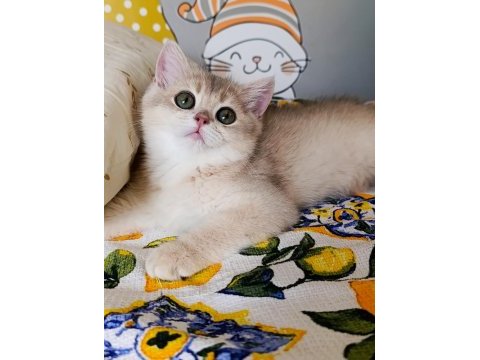 Blue golden dişi yavru british shorthair