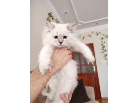 British longhair dişi