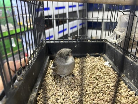 Erkek dişi karışık kanaryalar