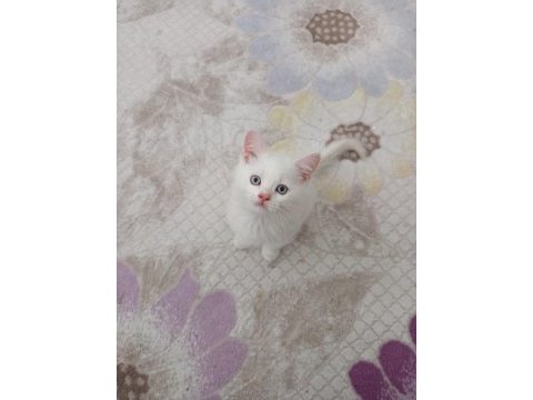 Sevimli british shorthair bebişler