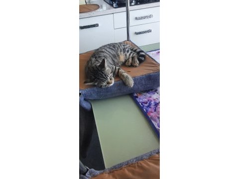 Ücretsiz sahiplendirme tekir kedimiz