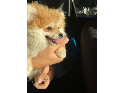Çok tatlı sevimli harika pomeranian köpeğim karamel