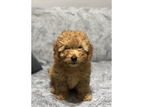 Ev ortamında büyüyen toy poodle yavrularım