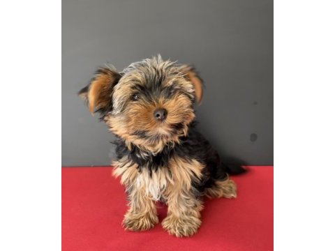 33 yıllık canptte teacup yorkshire terrier yavrular