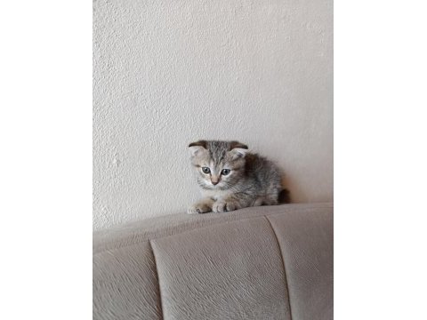Erkek yavru scottish fold