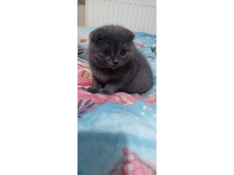 2 aylık scottish fold yavru