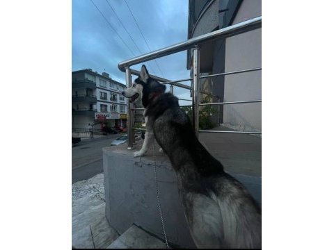 3 yaşında aşıları eğitimi tam husky