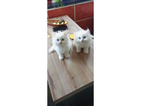 Chinchilla minnoşlara acil yuva aranıyor