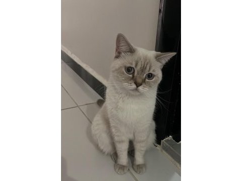 British shorthair yuva arıyor