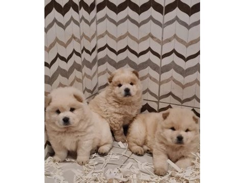 A-kalite beyaz chow chow bebekler