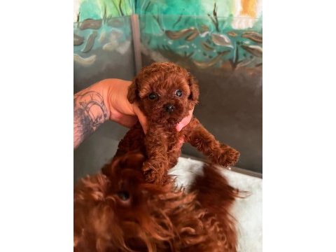 Kore teacup poodle bebeklerimiz