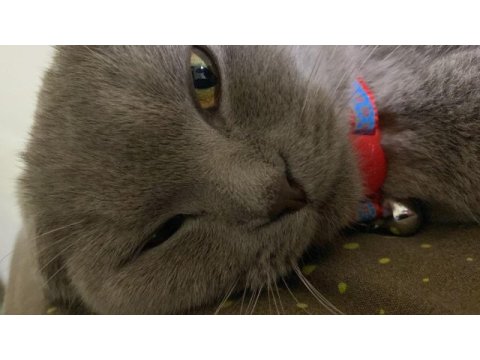 Scottish fold yavru
