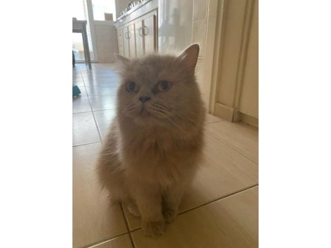 1.5 yaşında dişi british longhair