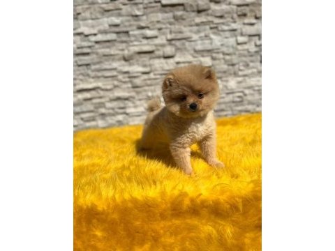 Pomeranian boo yavru