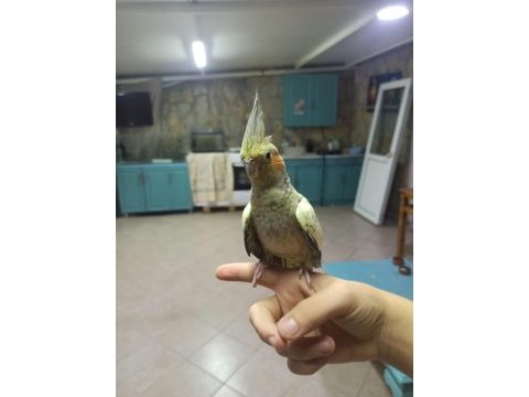 Evcil sultan