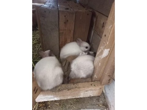 Safkan cüce tavşan