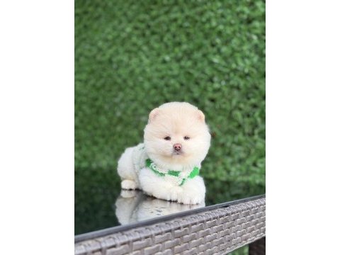 Sağlık ve ırk garantili pomeranian