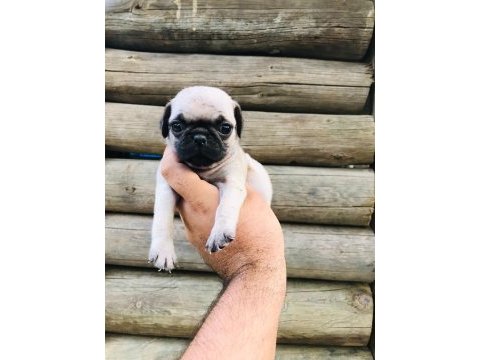 Safkan gül kuyruk pug yavruları