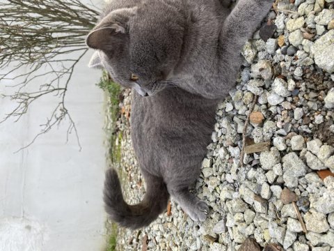 Çiftleştirmek için dişi kedimiz