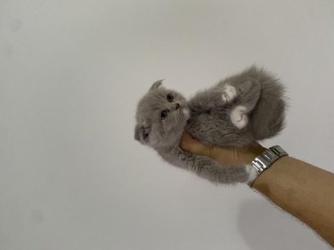 Scottish fold bi color bebek