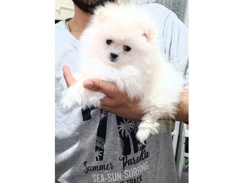 Pomeranian boo erkek ve dişi yavrularımız