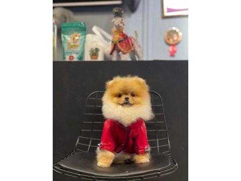Mersin pomeranian boo köpekler