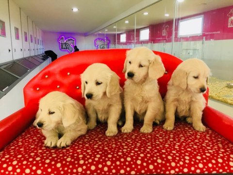 Golden retriever yavrularımız