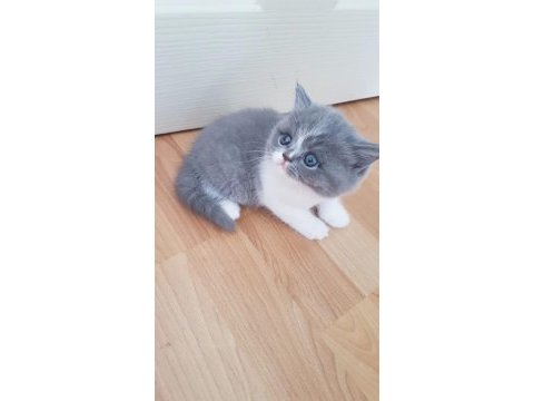 Muhteşem güzellikte scottish fold yavrularımız